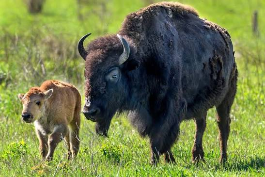 Neal Smith Wildlife Refuge